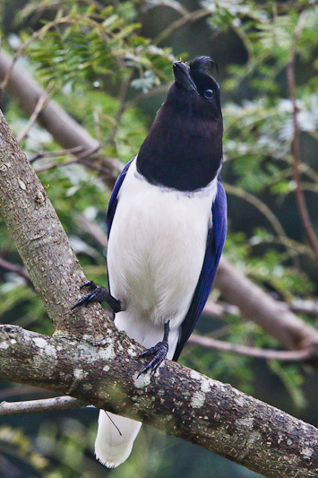 Curl-crested Jay