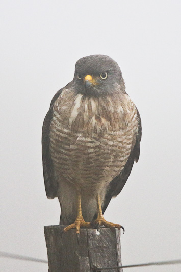 Roadside Hawk