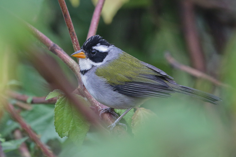 Saffron-billed Sparrow