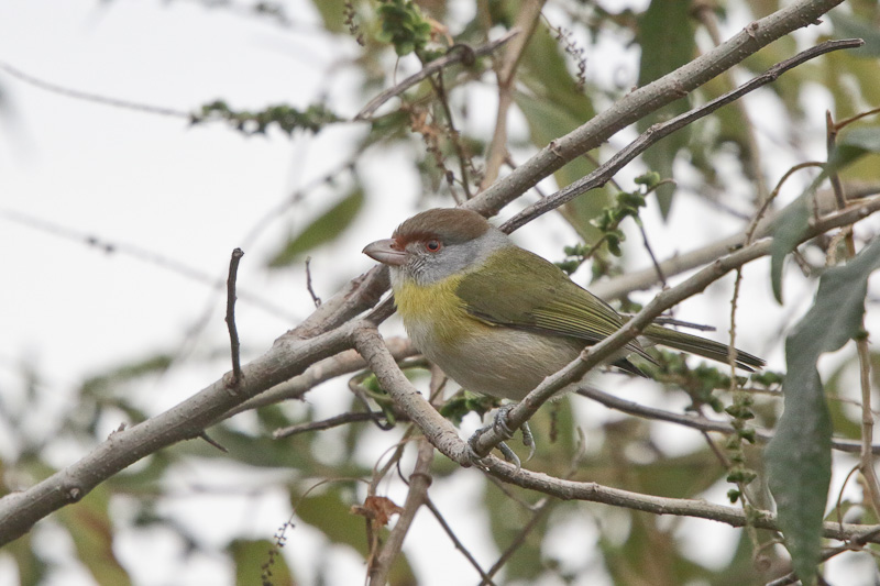 Rufous-browed Peppershrike 