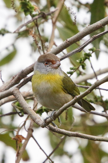 Rufous-browed Peppershrike