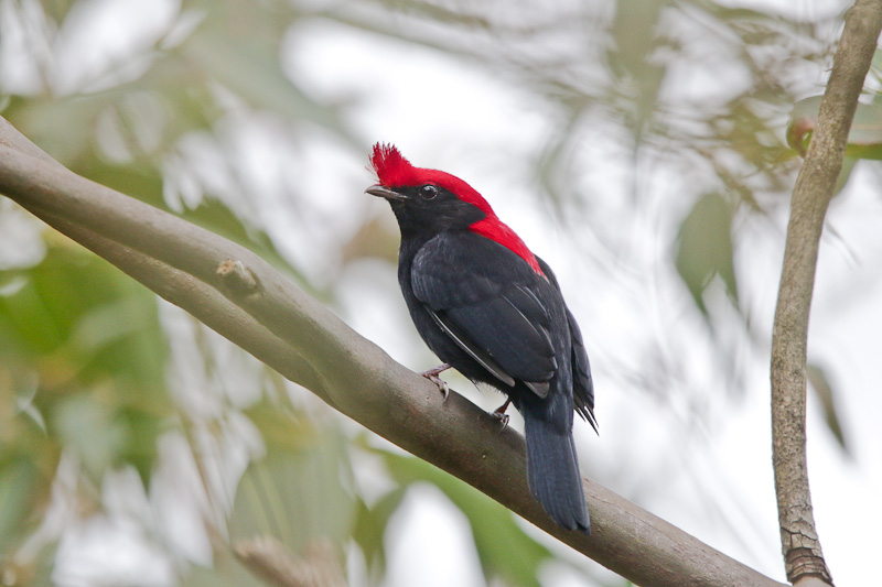 Helmeted Manakin