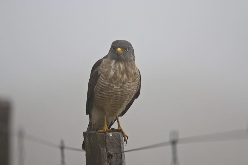 Roadside Hawk