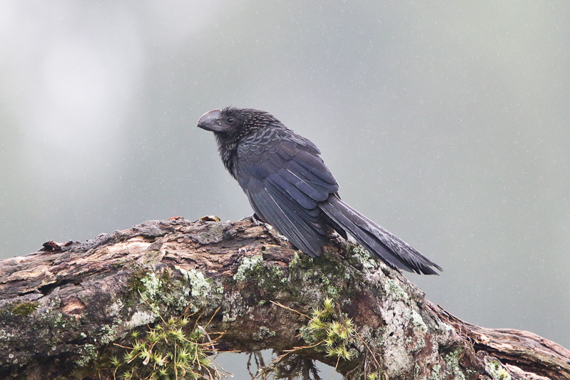 Smooth-billed Ani