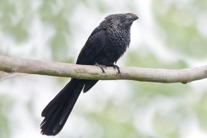 Smooth-billed Ani