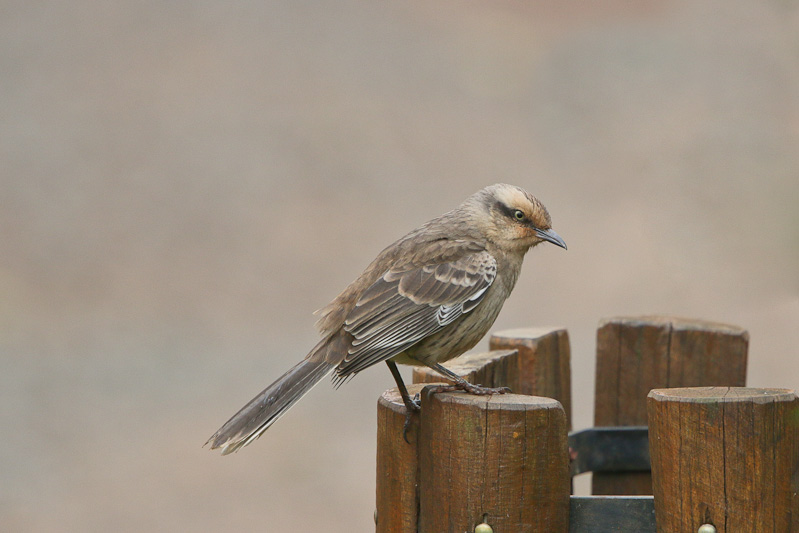 Chalk-browed Mockingbird