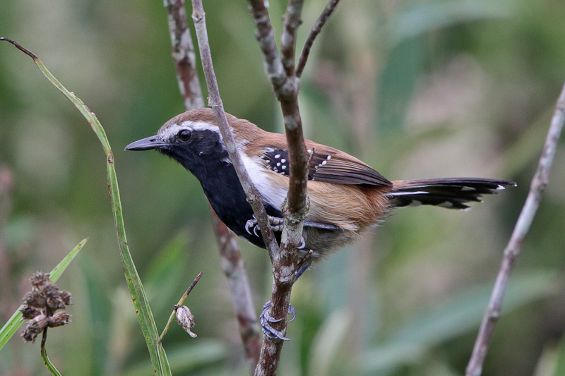 Rusty-backed Antwren