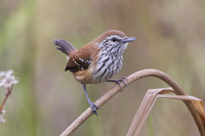Rusty-backed Antwren