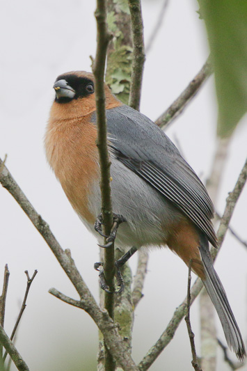 Cinnamon Tanager 