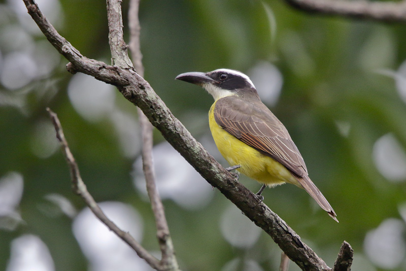 Boat-billed Flycatcher