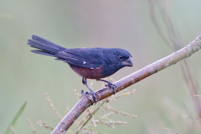 Chestnut-bellied Seed-Finch