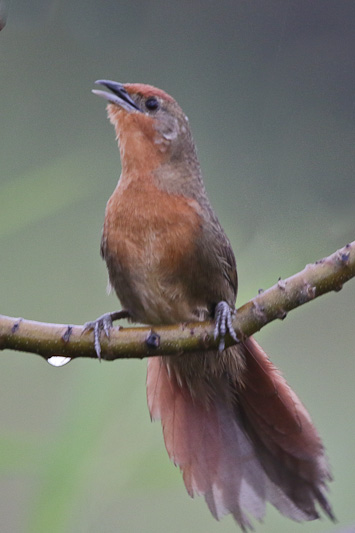 Orange-breasted Thornbird 