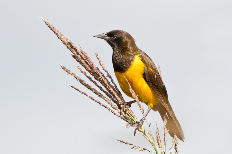 Yellow-rumped Marshbird