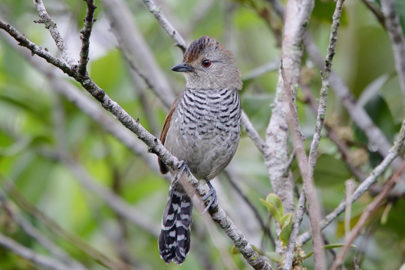 Rufous-winged Antshrike
