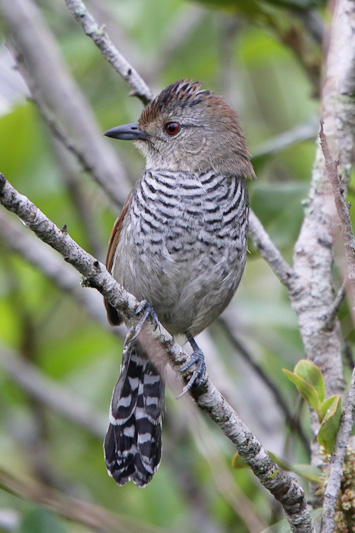 Rufous-winged Antshrike