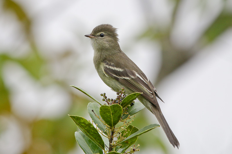Highland Elaenia