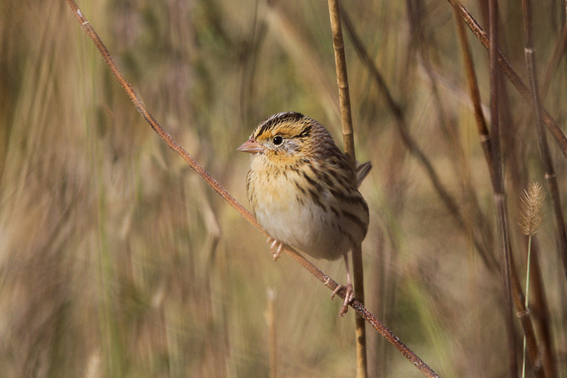 Le Conte's Sparrow