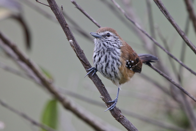 Rusty-backed Antwren