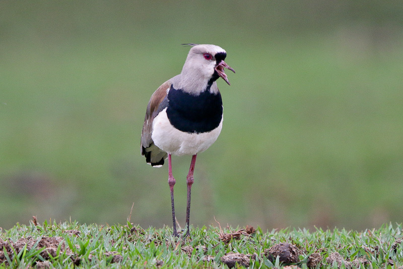 Southern Lapwing