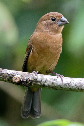Ultramarine Grosbeak