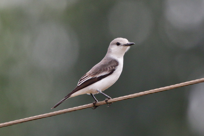 White-rumped Monjita