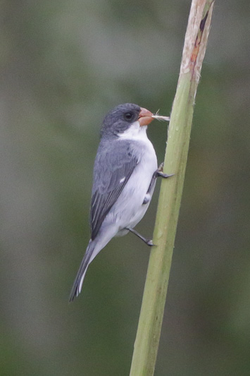 White-bellied Seedeater