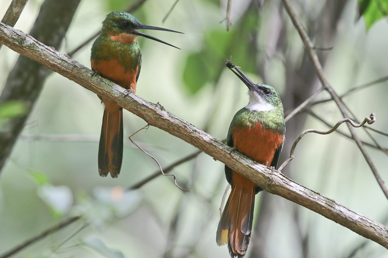Rufous-tailed Jacamar