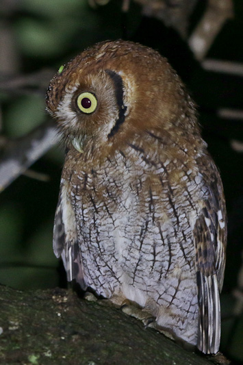 Tropical Screech-owl