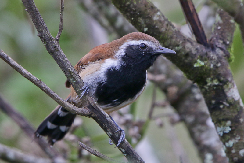 Rusty-backed Antwren