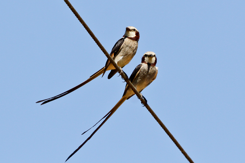 Streamer-tailed Tyrant