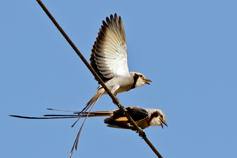 Streamer-tailed Tyrant