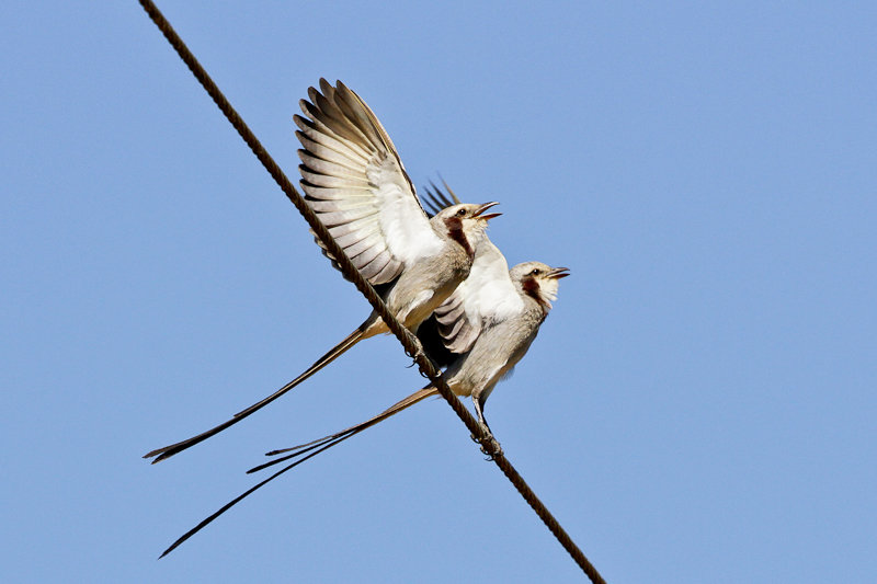 Streamer-tailed Tyrant