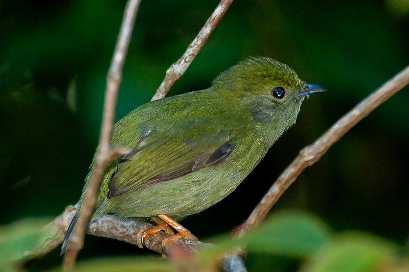 White-beared Manakin 