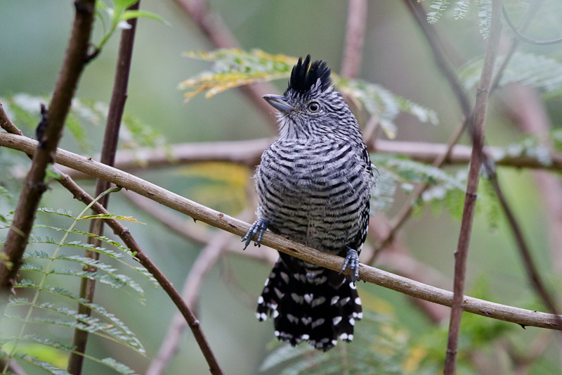 Barred Antstrike