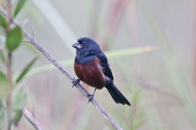 Chestnut-bellied Seed-finch
