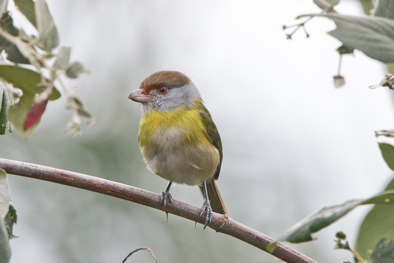 Rufous-browed Peppershrike