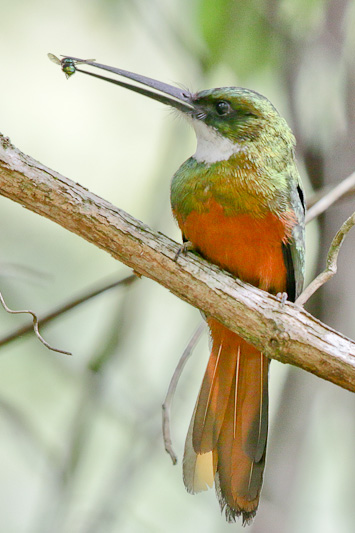 Rufous-tailed Jacamar