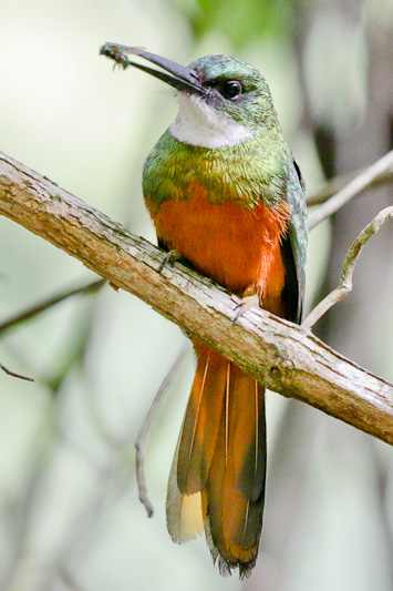 Rufous-tailed Jacamar