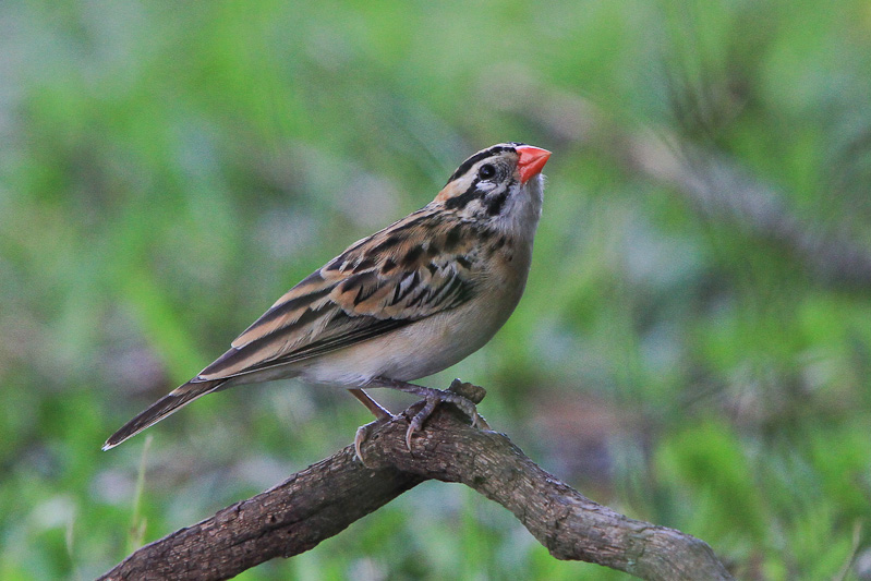 Pin-tailed Whydah  