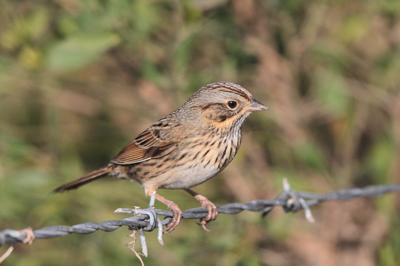 Lincoln's Sparrow