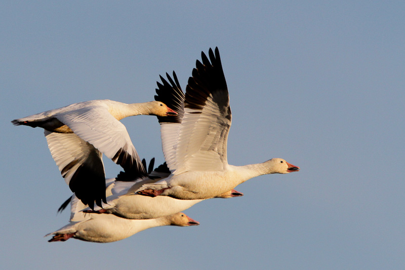 Snow Goose 