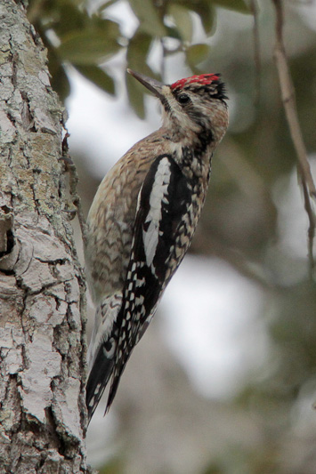 Yellow-bellied Sapsucker