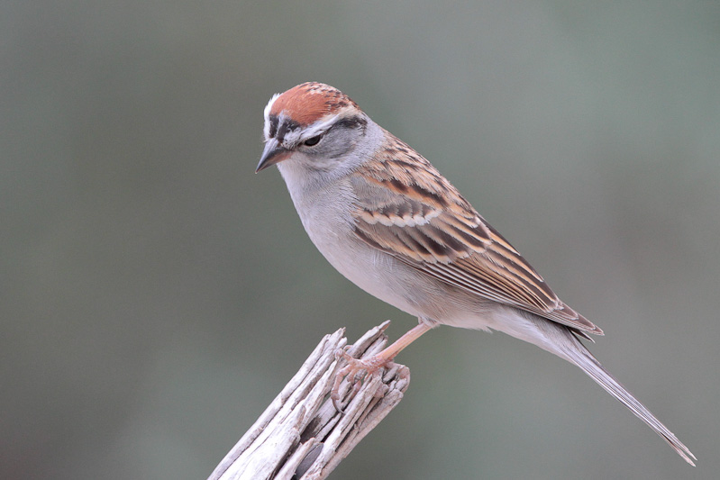 Chipping Sparrow