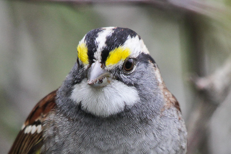 White-throated Sparrow