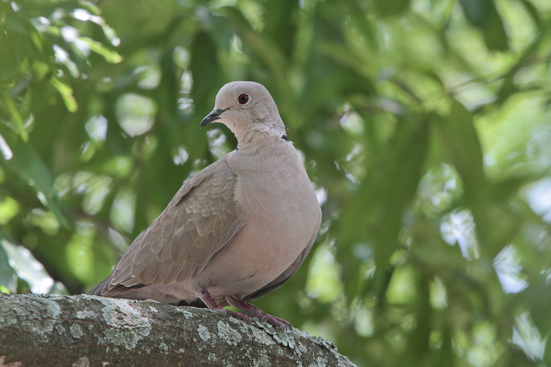 Eurasian Collared-dove
