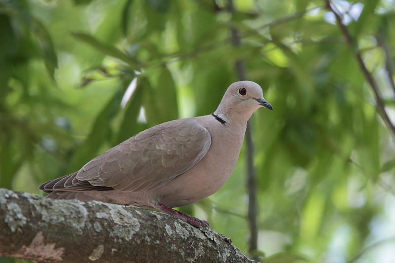 Eurasian Collared-dove