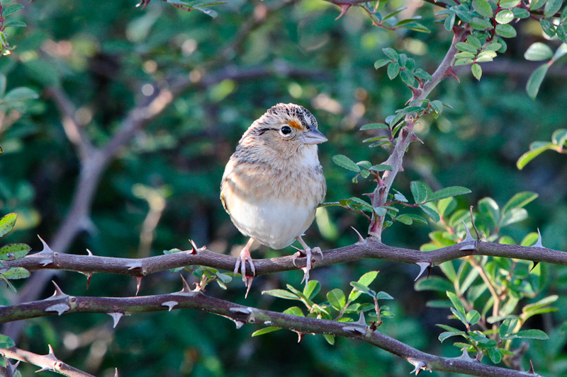 Grasshopper Sparrow