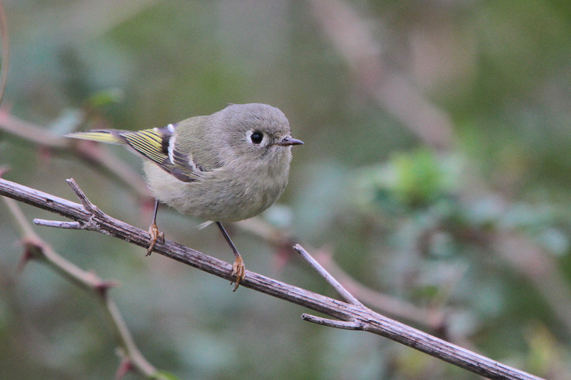 Ruby-crowned Kinglet