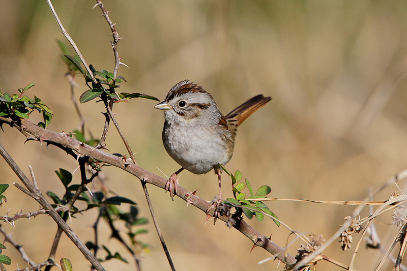 Swamp Sparrow