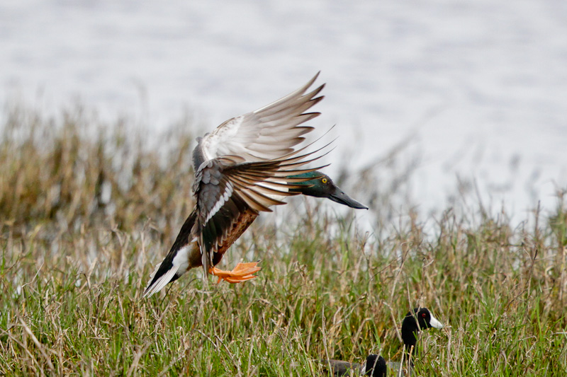 Northern Shoveler